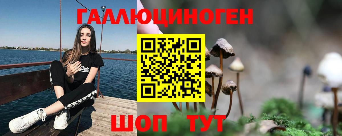 Галлюциногенные грибы GOLDEN TEACHER  Галлюциногенные грибы Psilocybe  купить наркотики цена  Вход с VPN  Черногорск 